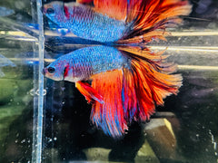 Giant Super Delta A-Grade Male Beta A2