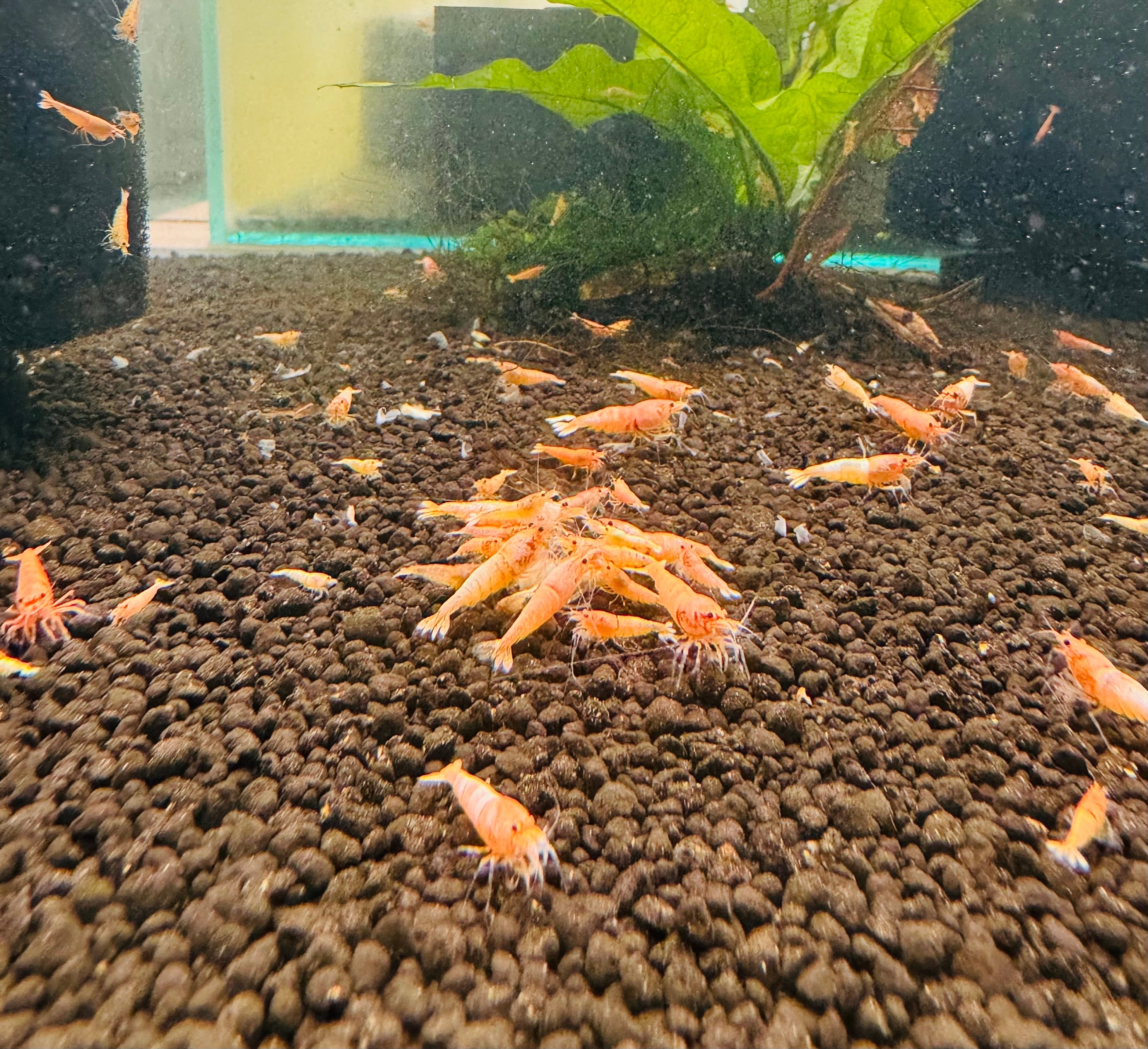 Buy 10 Peach Bolt Shrimp Get 10 Ghost Shrimp Free