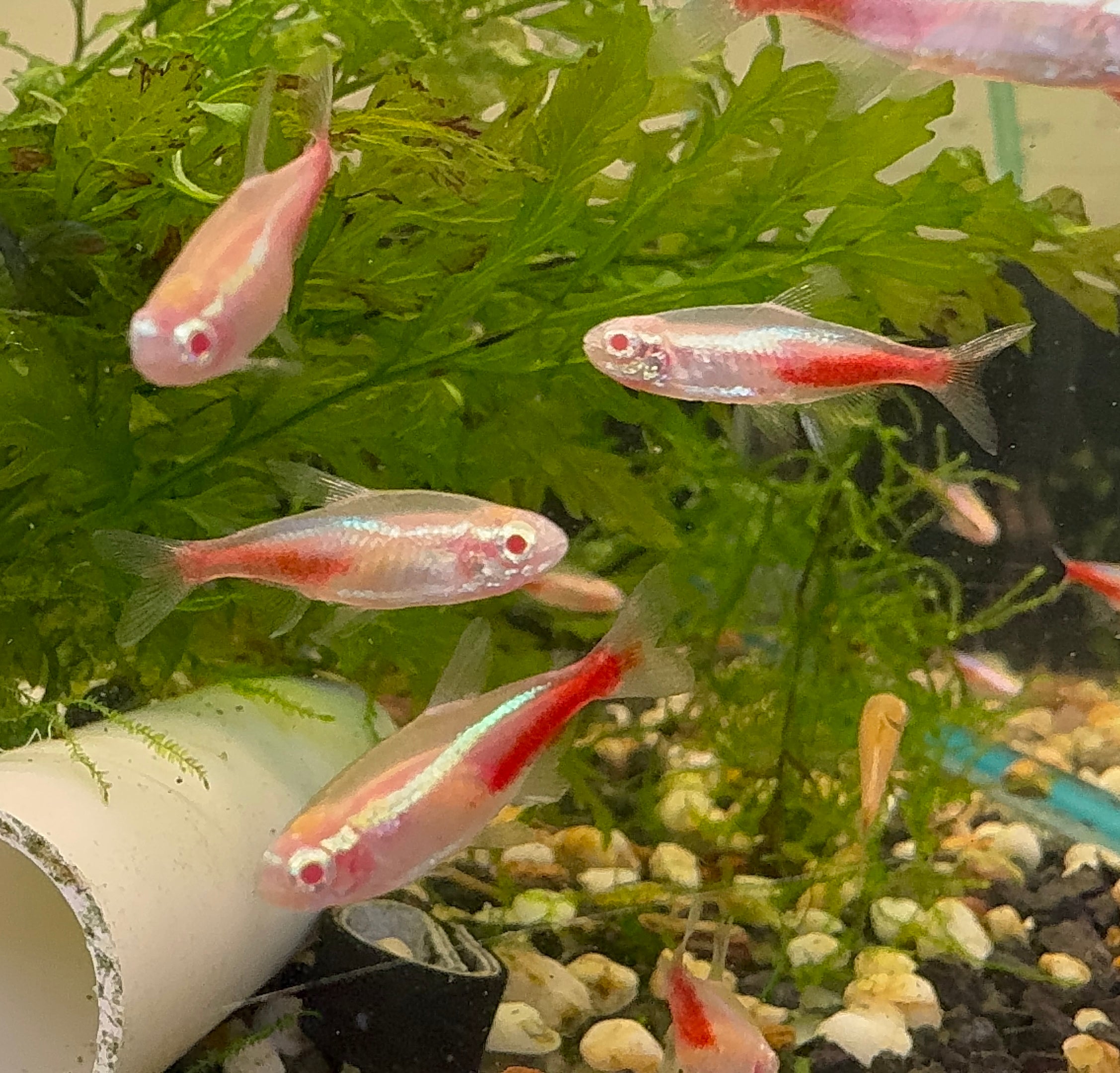 Red Neon Tetra 2.5cm Limited Number