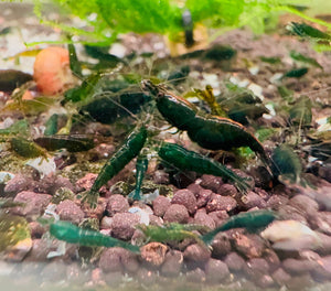 Cherry Shrimp - Emerald Green 1cm *RARE* Micro Aquatic Shop