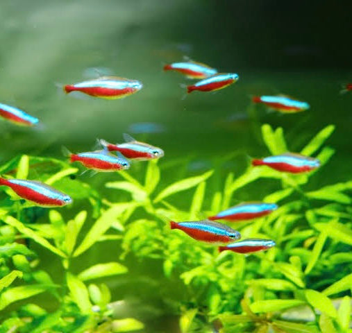 Cardinal Tetra 2cm