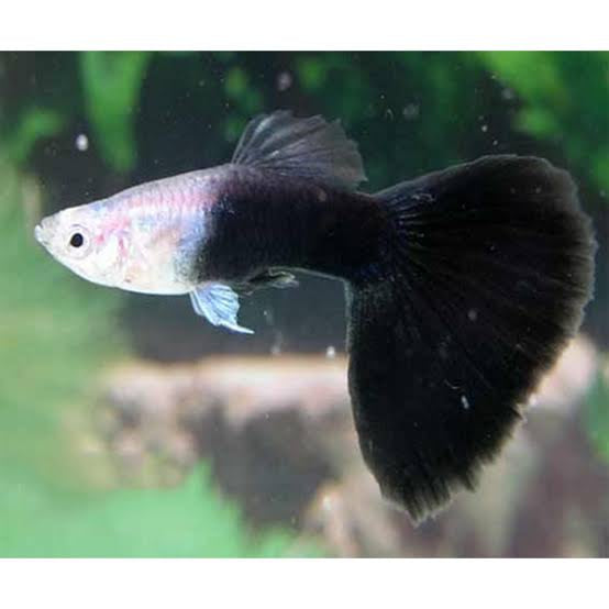 Black Guppy