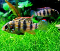 African Cichlid - Anomalochromis Thomasi ''Butterfly Cichlid" 3-4cm