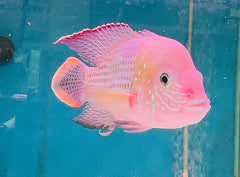 Boost Color - Floating Cichlid & Tropical Fish Food