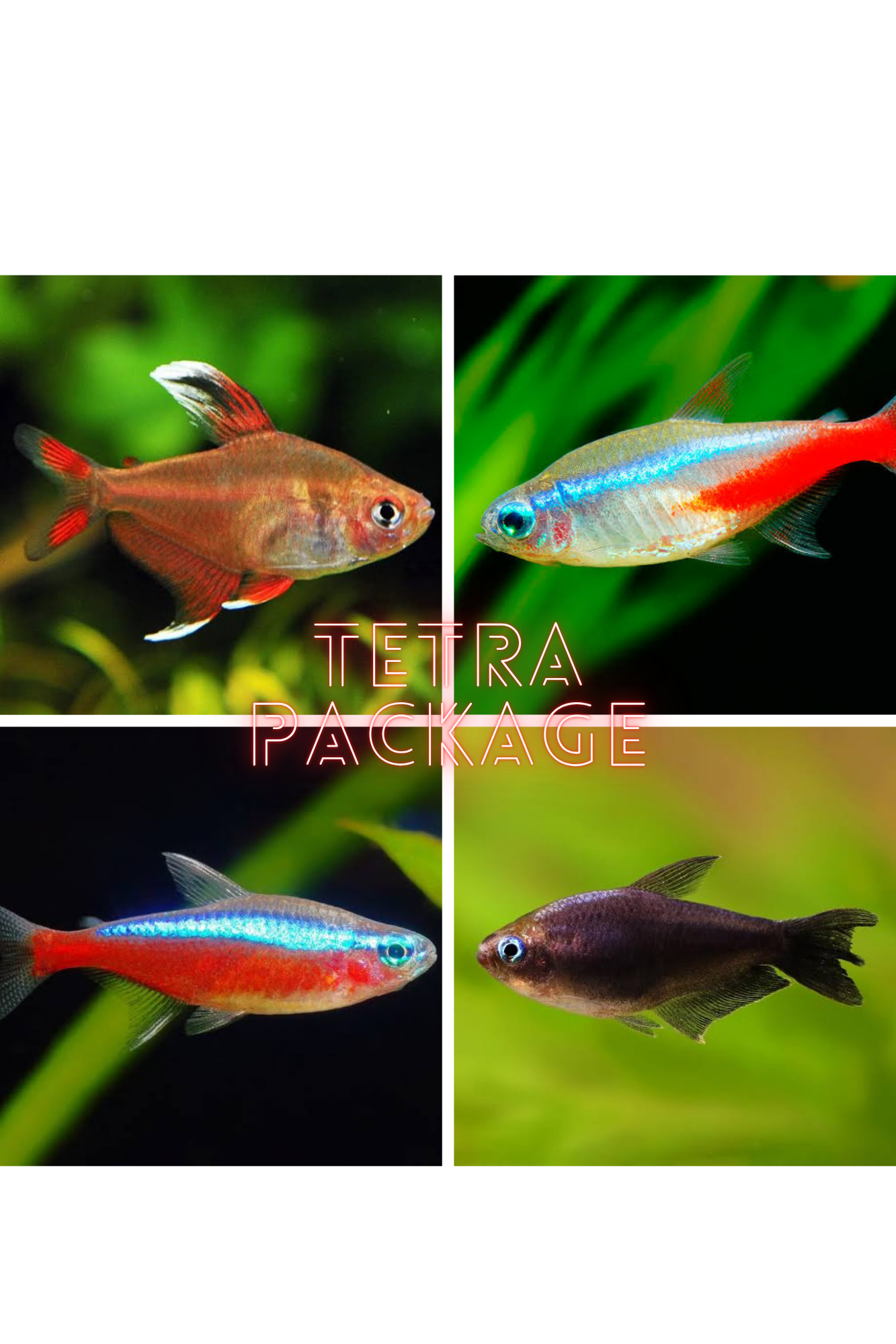 *New* 24 x Tetra Starter Package