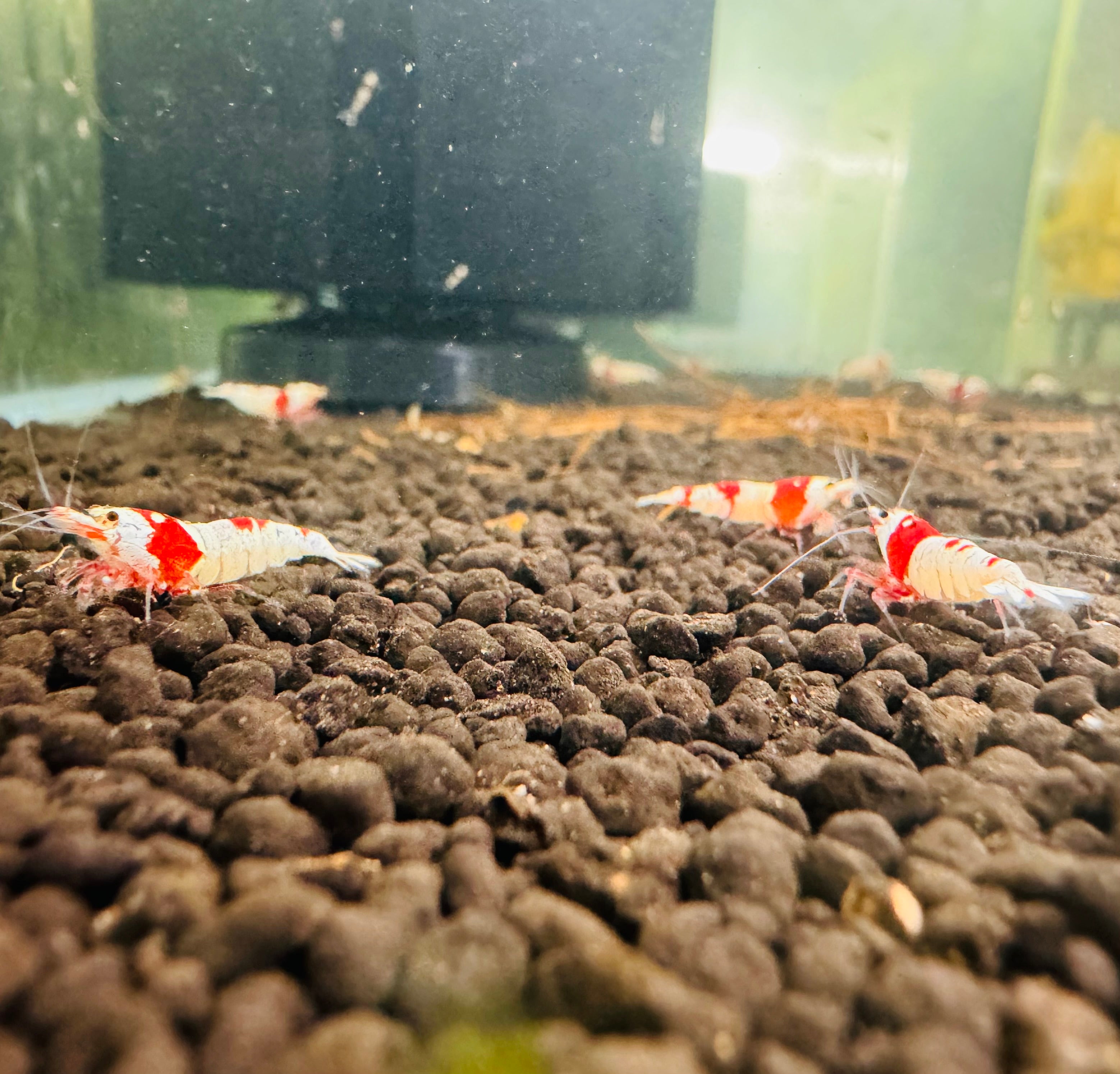 Crystal Red Shrimps Grade S to SS