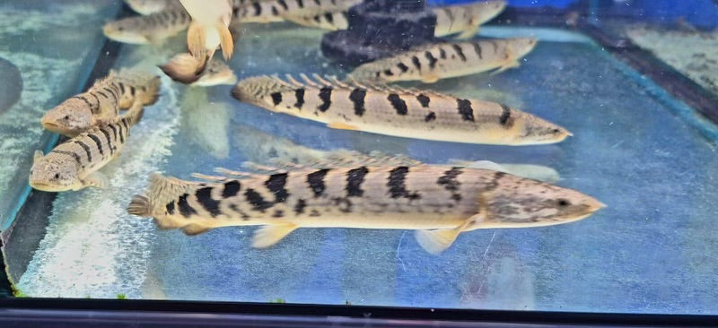 Tiger Birchir -Delhezi Bichir 10cm Show