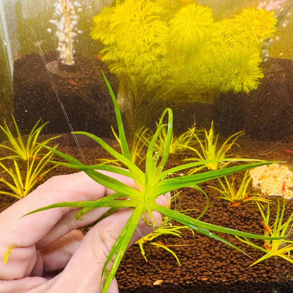 Nano Plant - Eriocaulon parkeri Micro Aquatic Shop