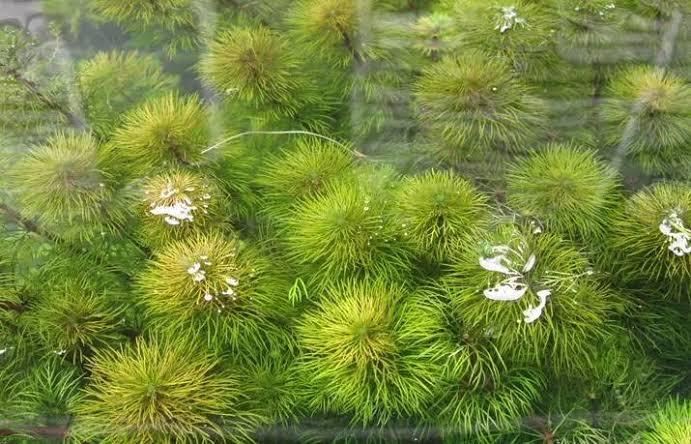 *New* Limnophila brownii