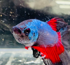 Betta Male - A Grade Giant Super Delta 6cm Show A7