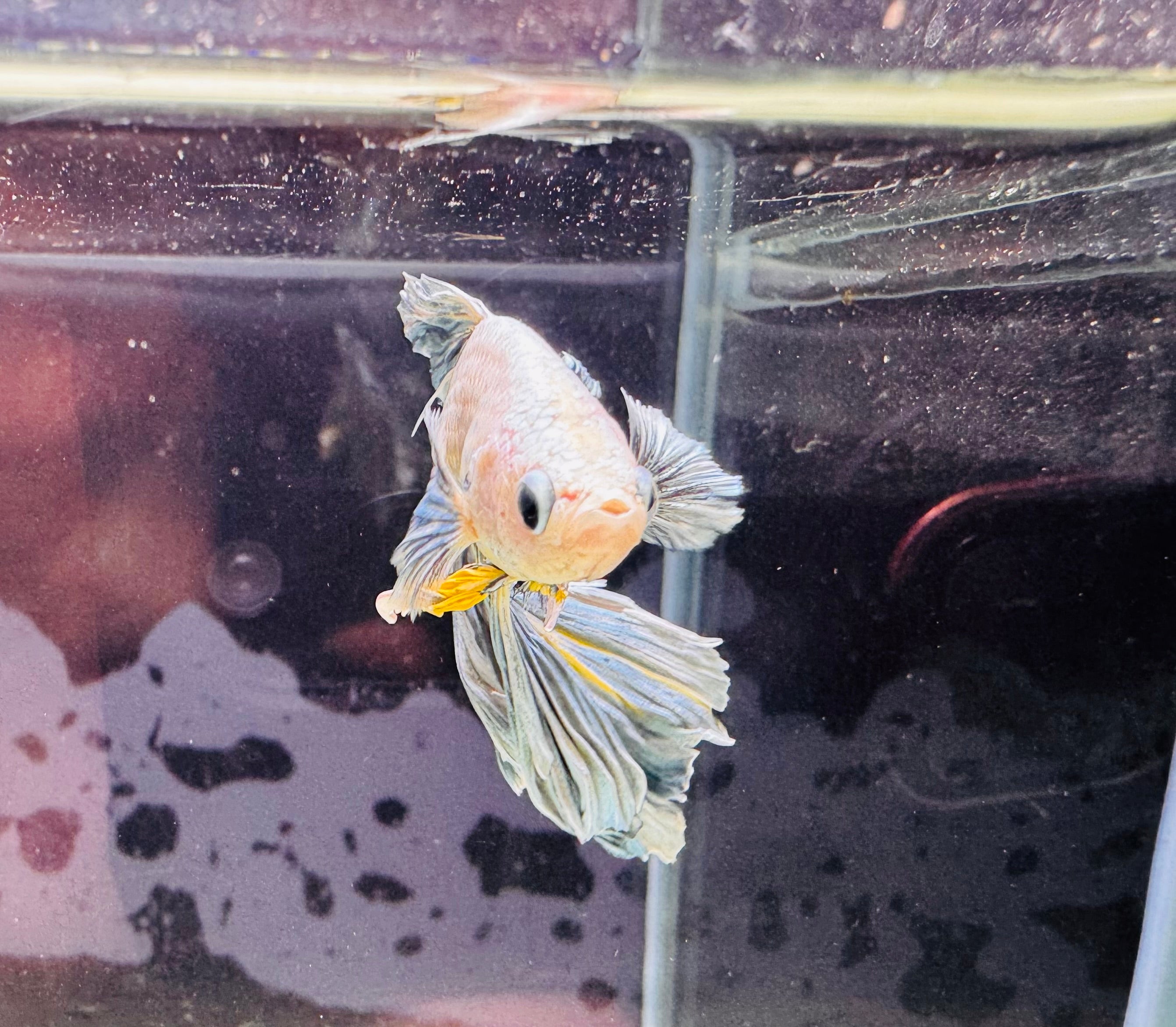 Betta Male - Dark Knight D3