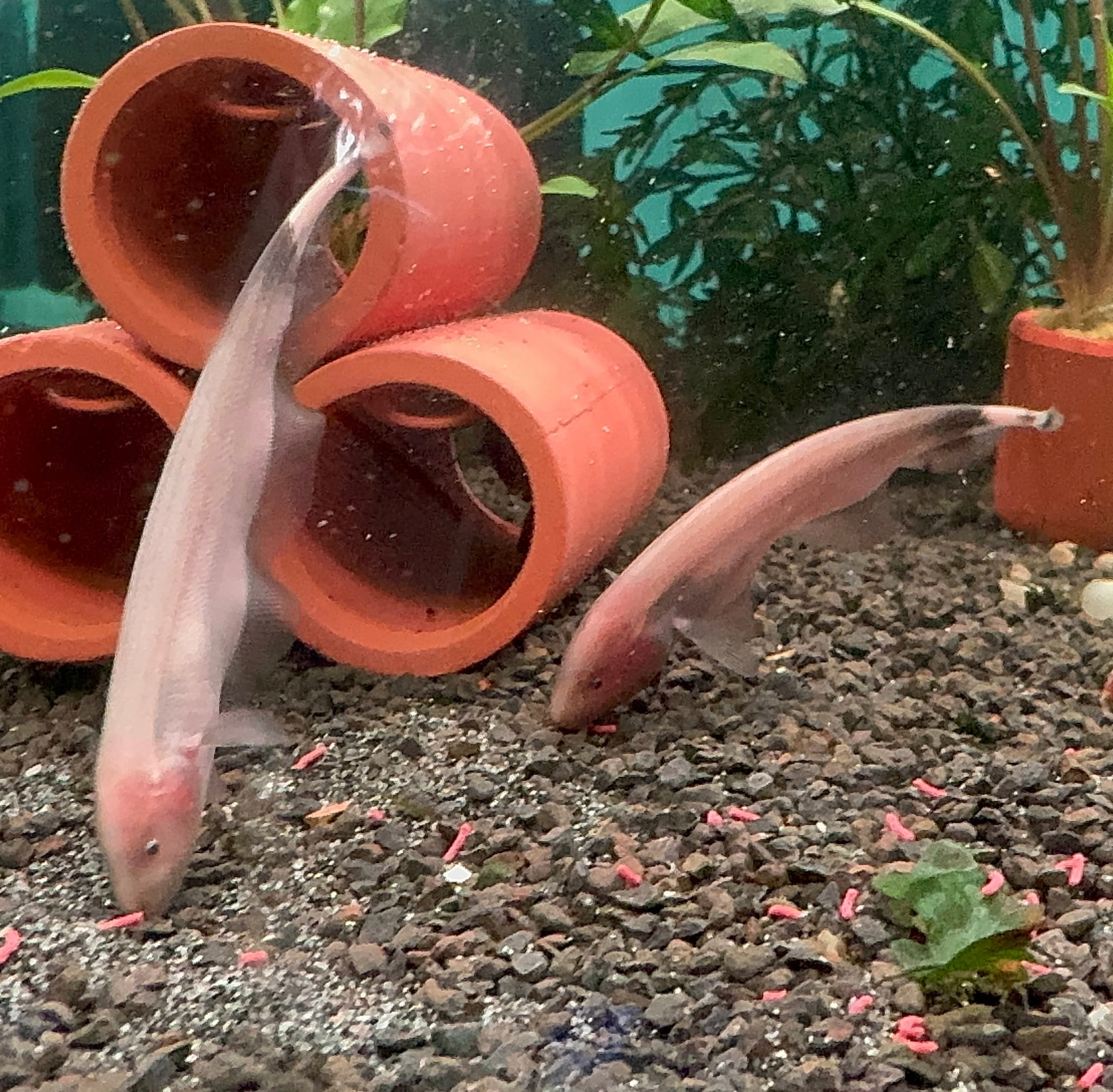 Ghost Knife White 6cm Micro Aquatic Shop