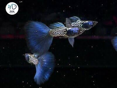 Guppy - Blue Metalic Pair