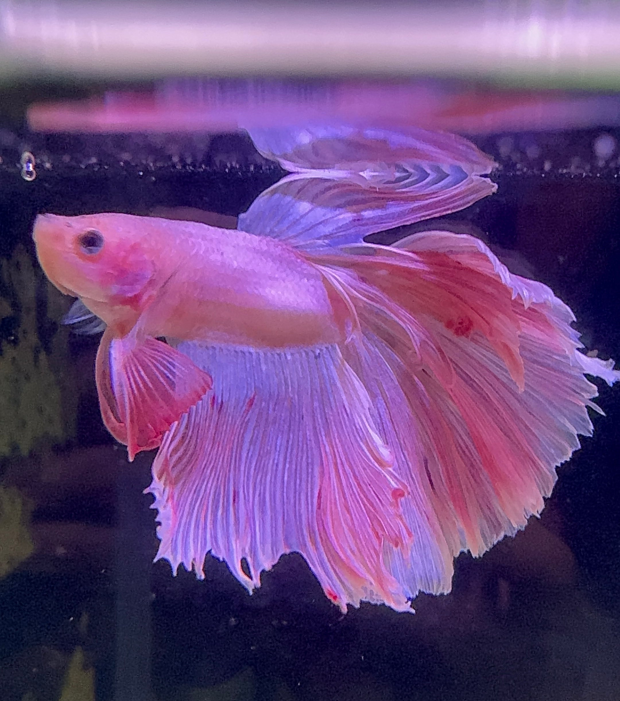 Betta Male - A Grade Prince 6cm Show