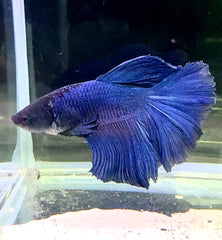 Betta Male - A Grade Super Delta 6cm Show A1