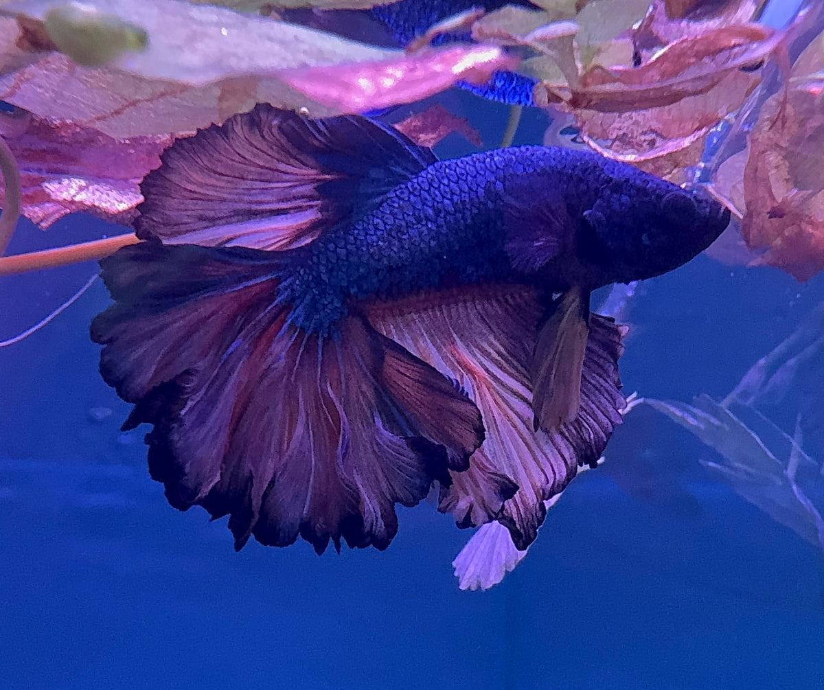 Betta Male - Dark Knight A2