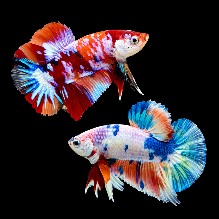 Betta - Koi Shortfin (MCP)