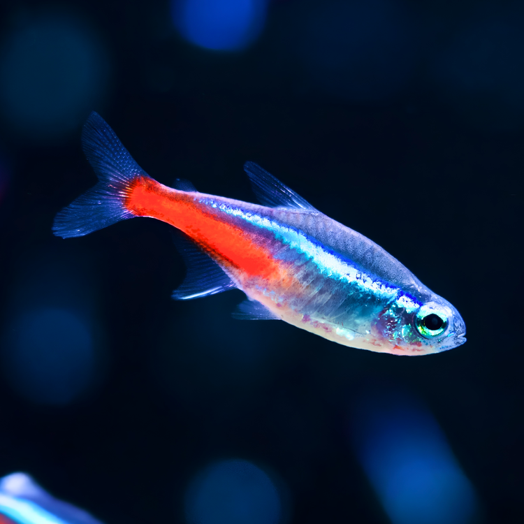 Tetra - Neon Tetra - Special Deal Only $25 For 10