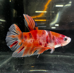 Nemo Male Beta 2