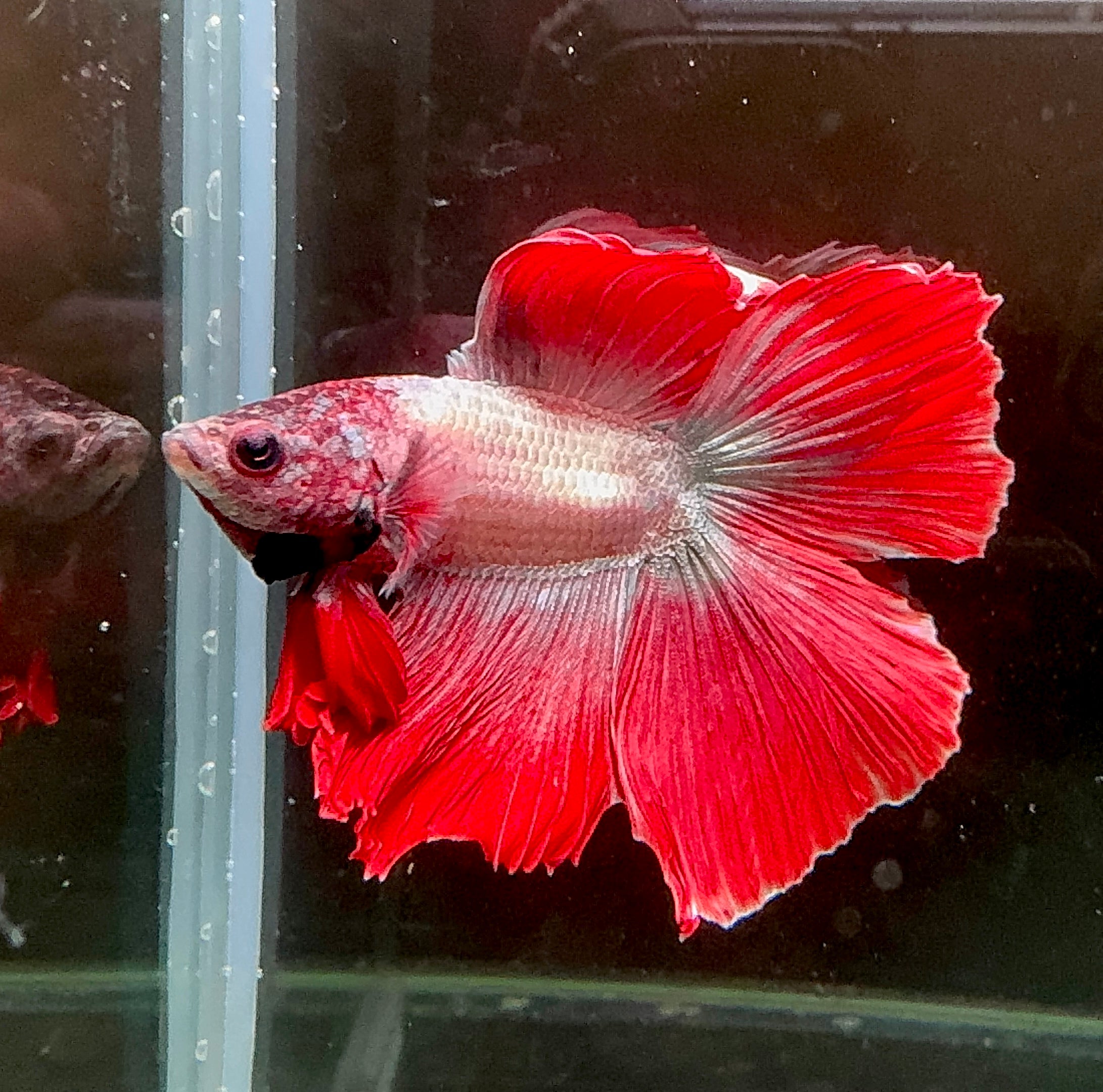 Betta Male - Red Cooper Split Tail
