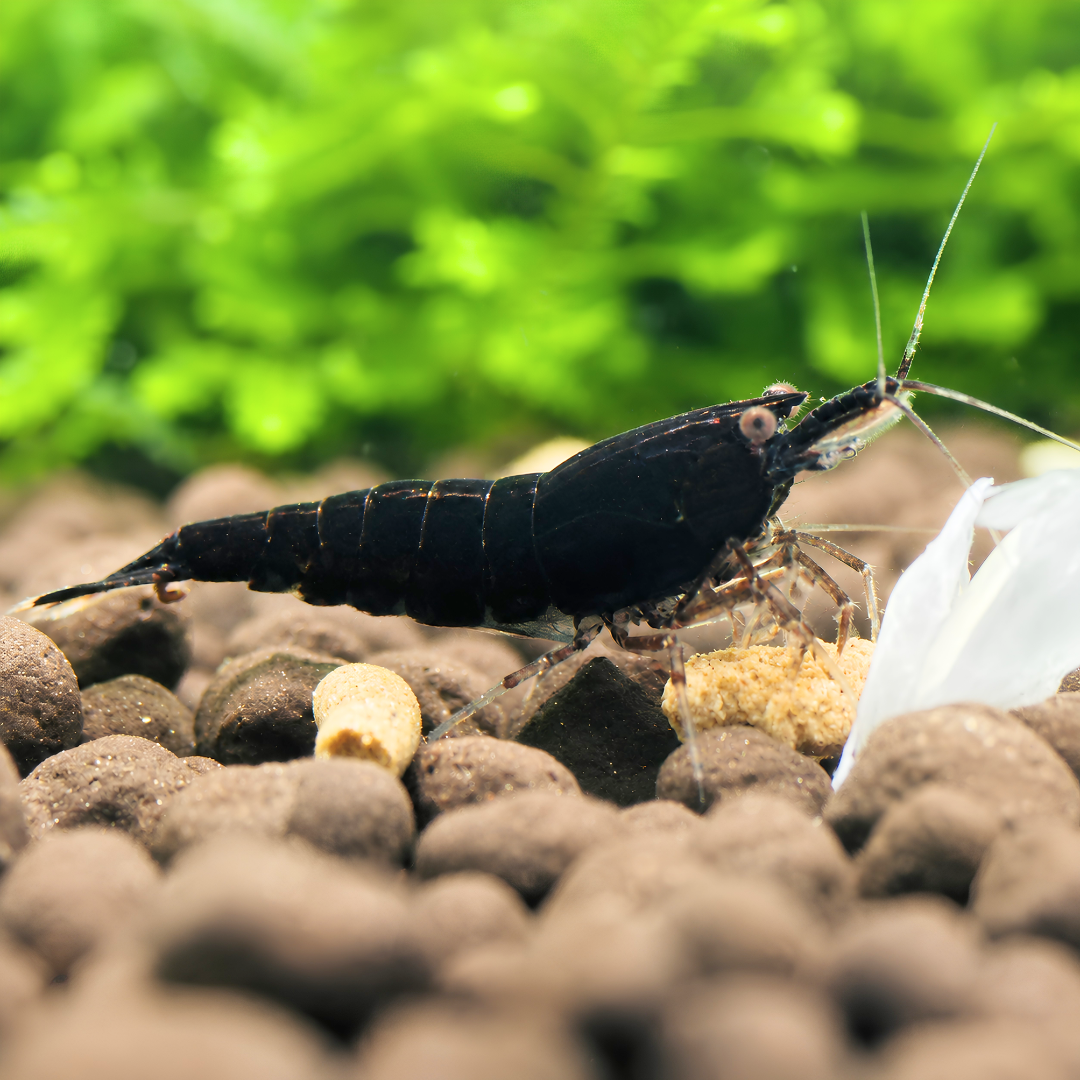 BIG BUNDLE 10 Black Cherry Shrimp