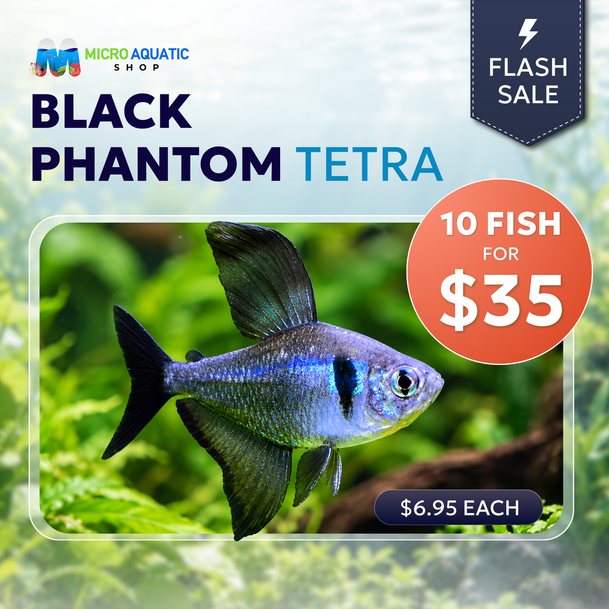 Tetra - Black Phantom 3cm - Special Deal 10 Tetra For Only $35