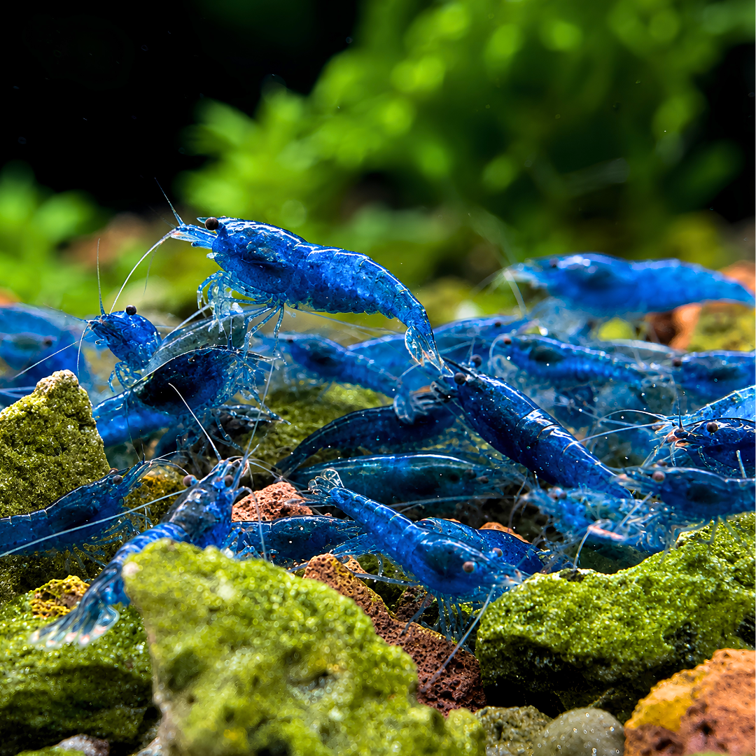 Cherry Shrimp - Blue Diamond 1cm