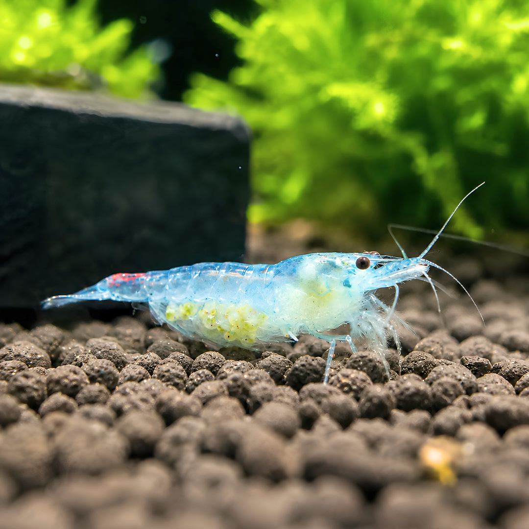 Cherry Shrimp - Blue Rili (Medium - High Grade) 1cm