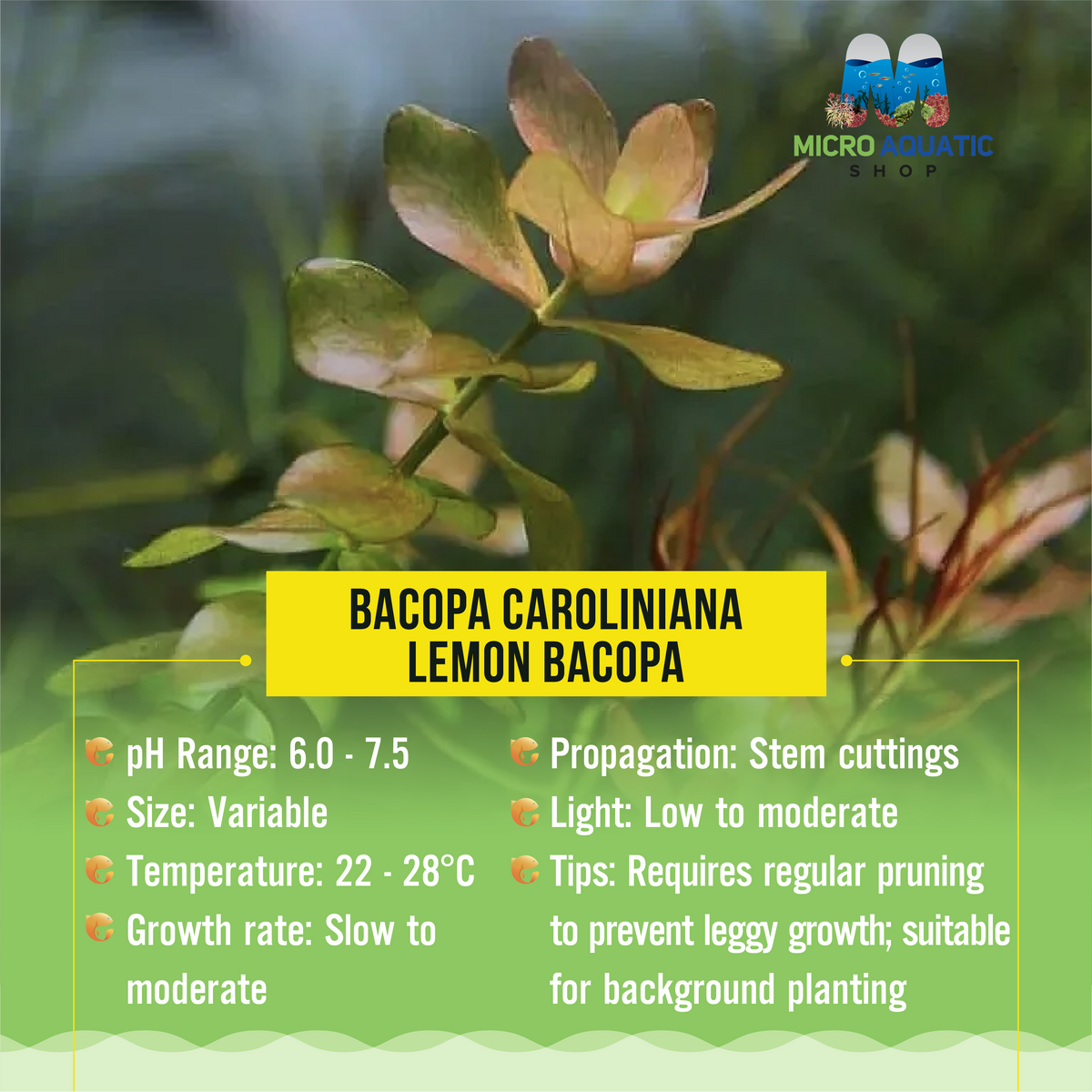 Bacopa Caroliniana - Lemon Bacopa