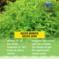 Bacopa Monnieri - Bacopa Japan