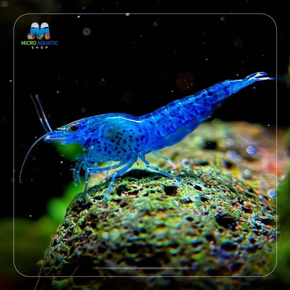 Blue Cherry Shrimps