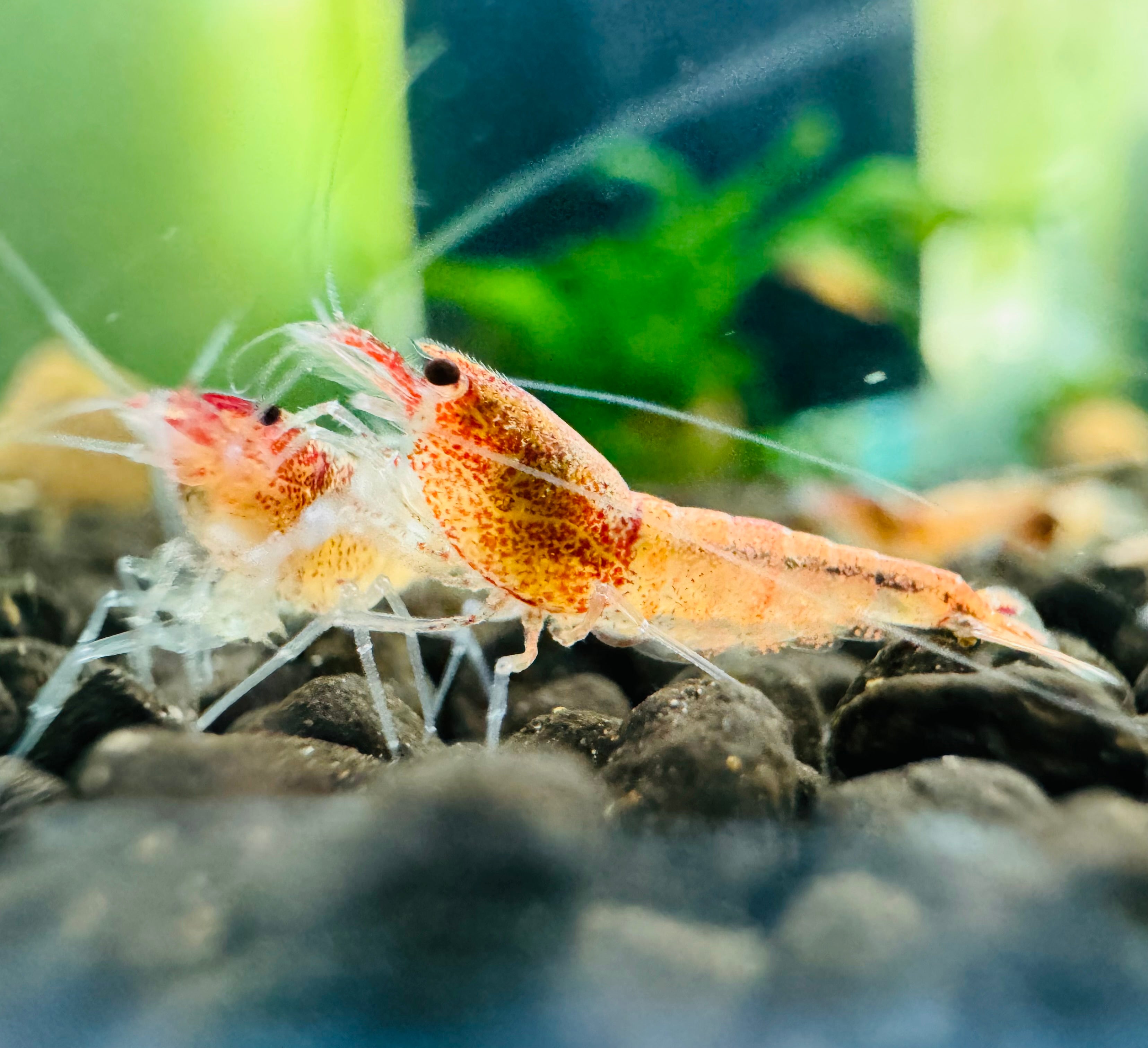 Red Steel Shrimp