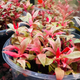 Alternanthera Reinechii "mini" -Front  & Mid Ground Micro Aquatic Shop