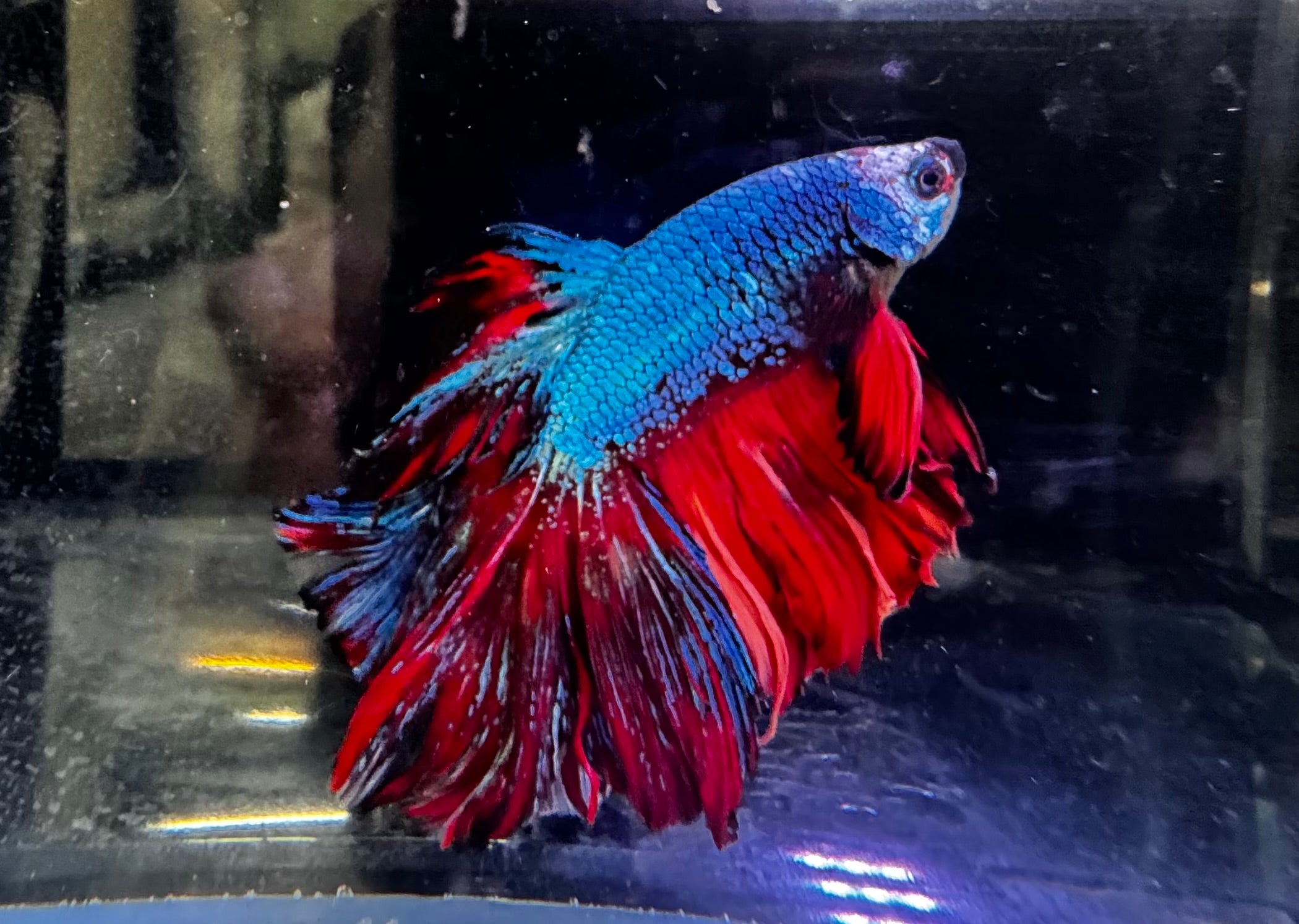 Giant Super Delta A-Grade Male Beta A1