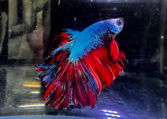 Giant Super Delta A-Grade Male Beta A1