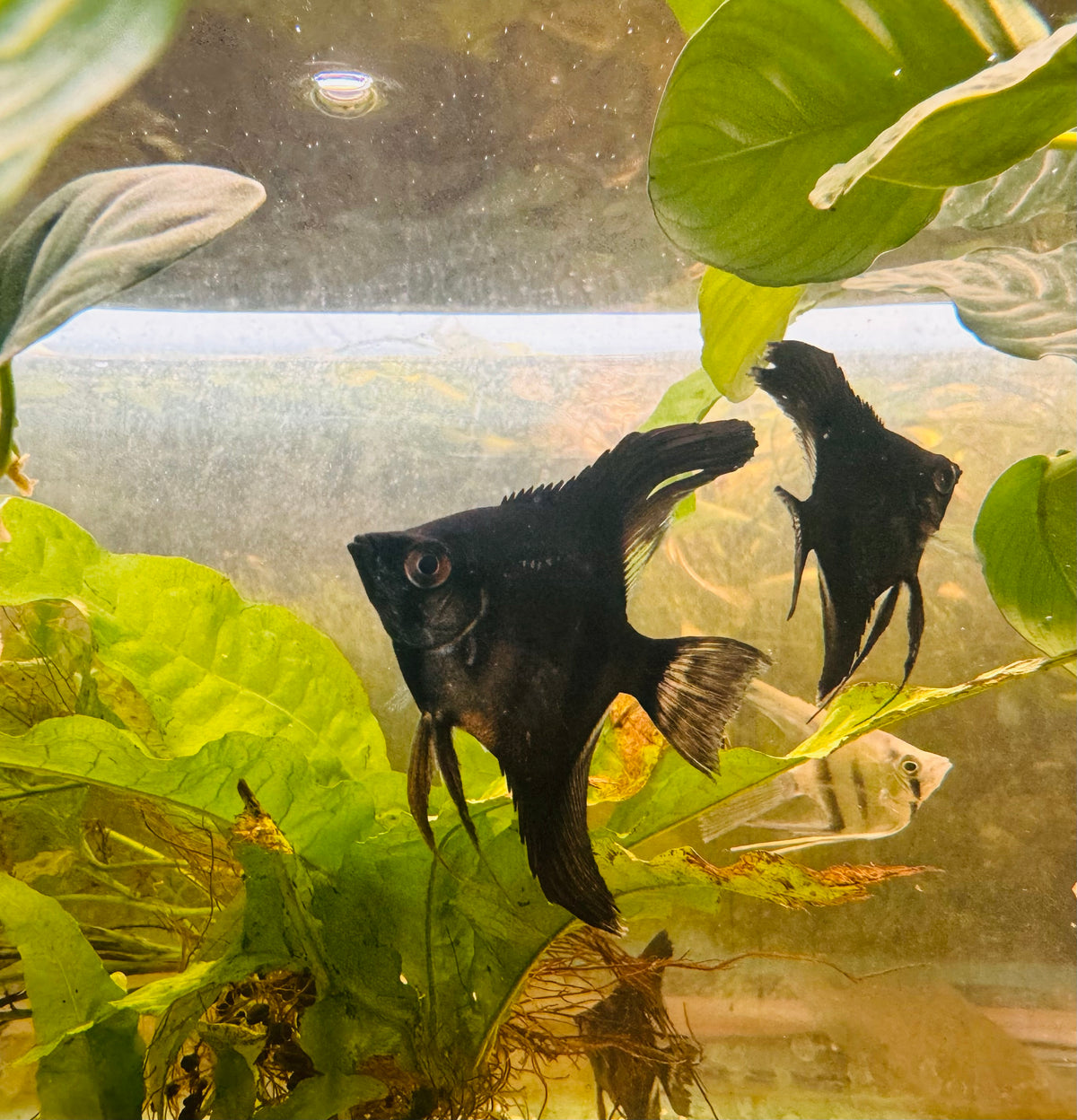 Angel Fish - Black Zebra