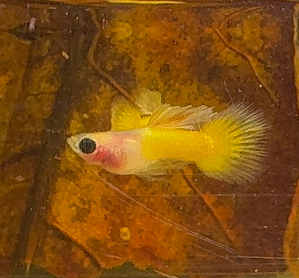 Rare - Glass Belly Mini Guppy 1.5cm