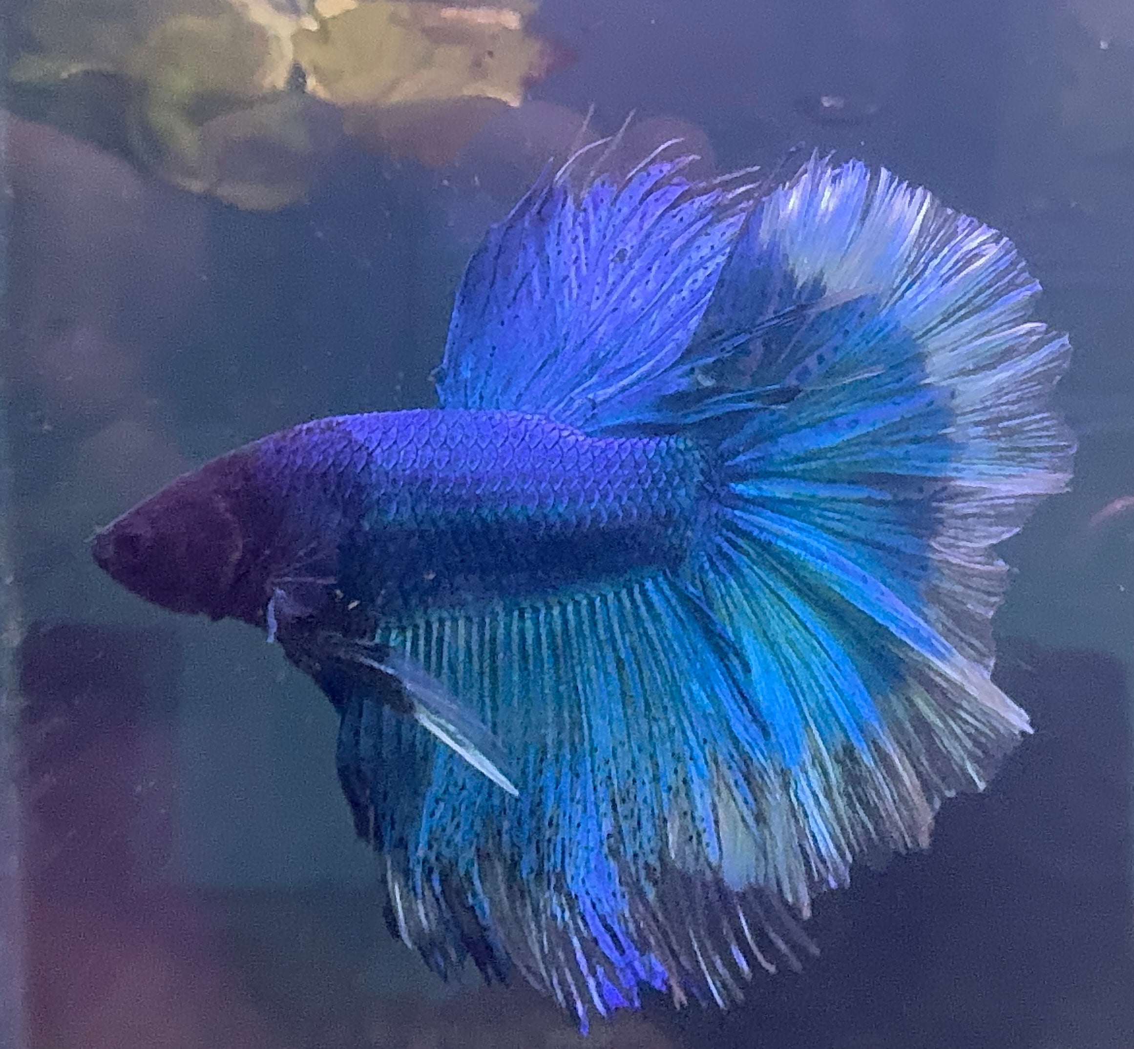 Betta Male - Half Moon Blue Show Grade