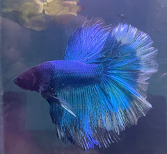 Betta Male - Half Moon Blue Show Grade