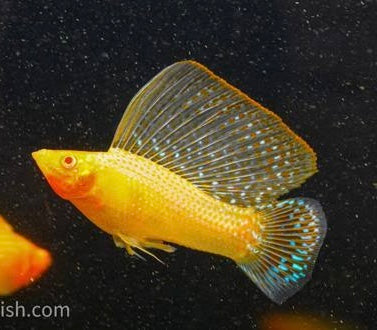 Mollies – Gold Albino Sailfin Molly  (Poecilia latipinna ) 6cm