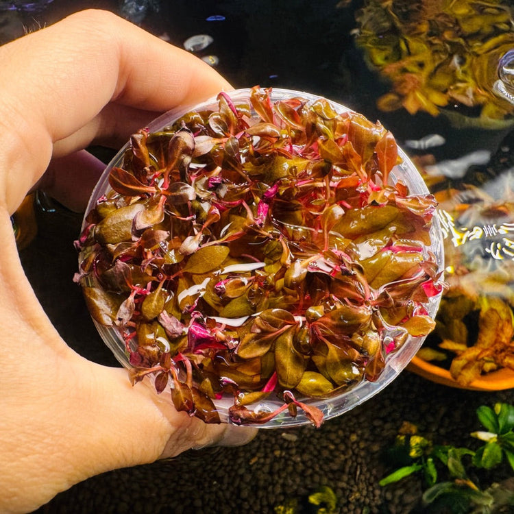 Tissue Culture-Alternanthera reineckii Micro Aquatic Shop