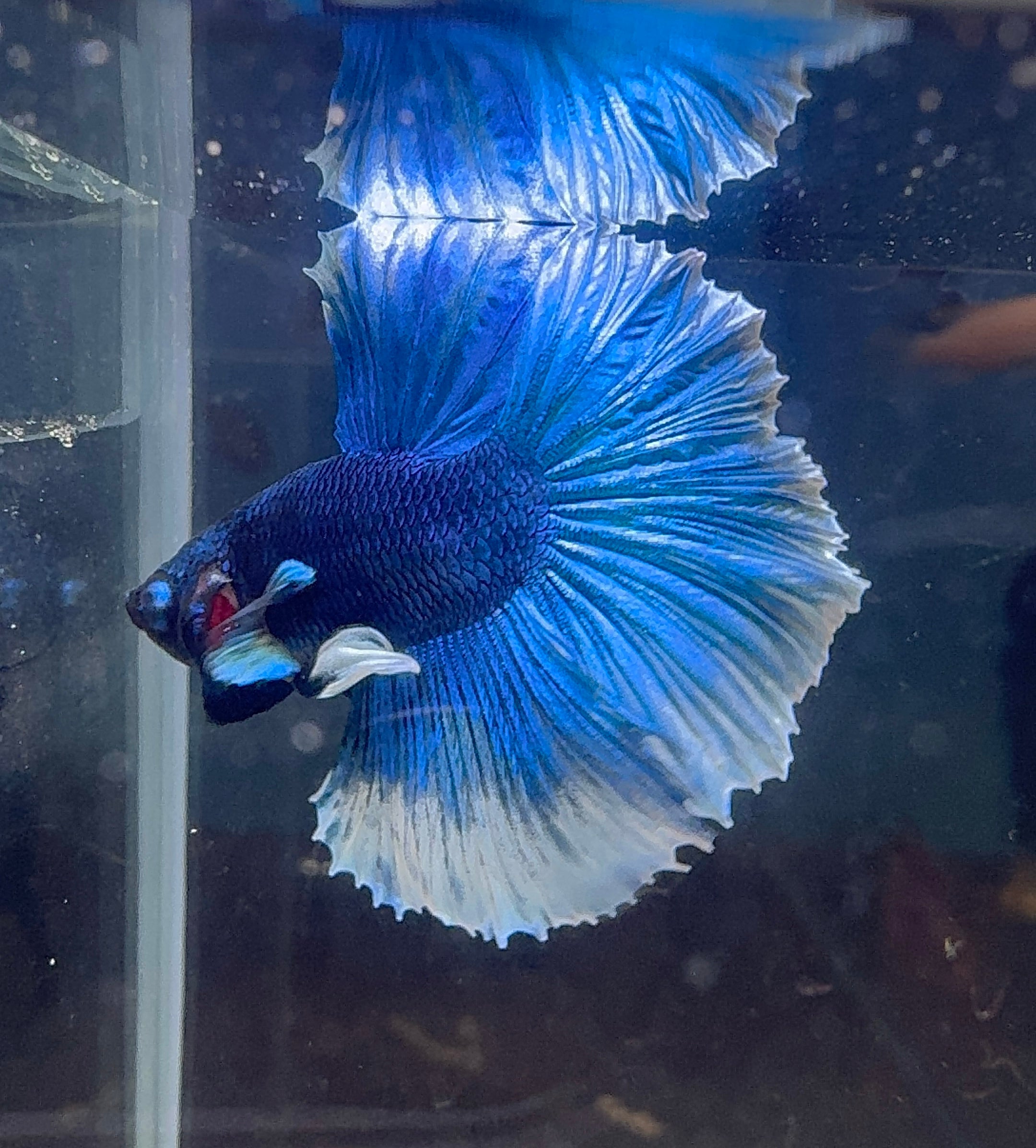 Betta Male - A Grade Half Moon Steel Blue