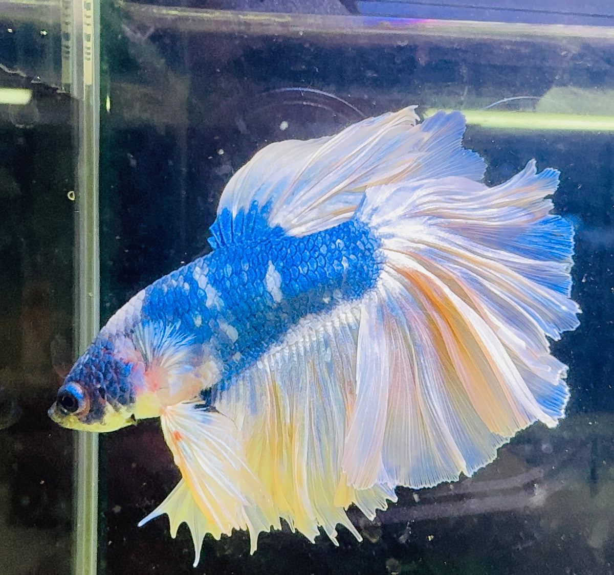 Betta Male - A Grade Giant Super Delta 6cm Show A1