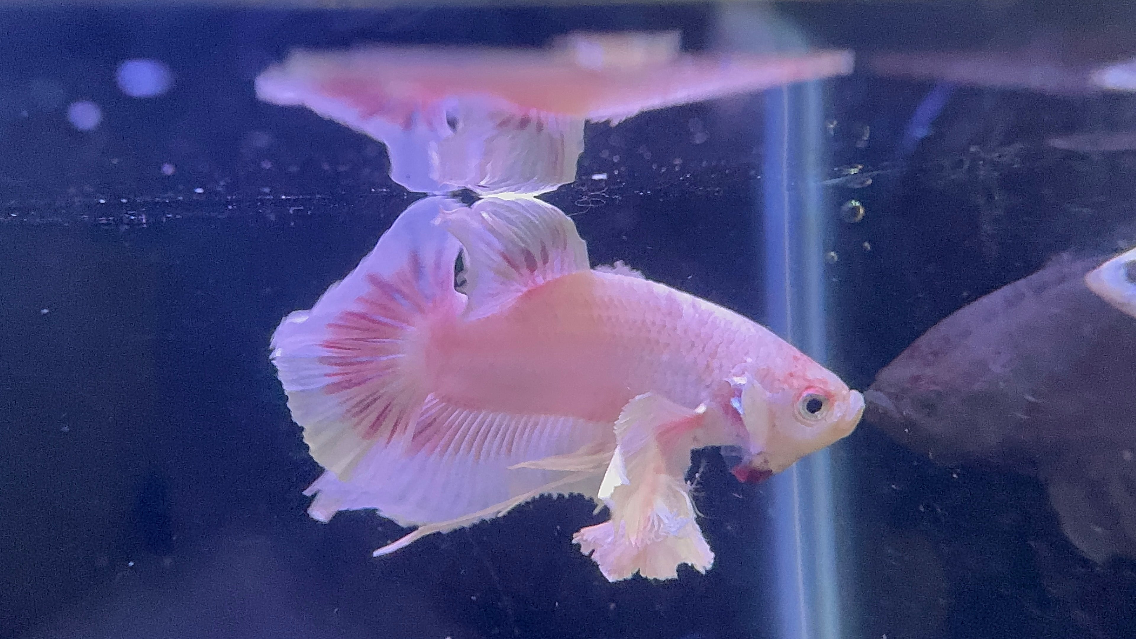 Premium Giant Dumbo Ear Platinum Male Betta 1