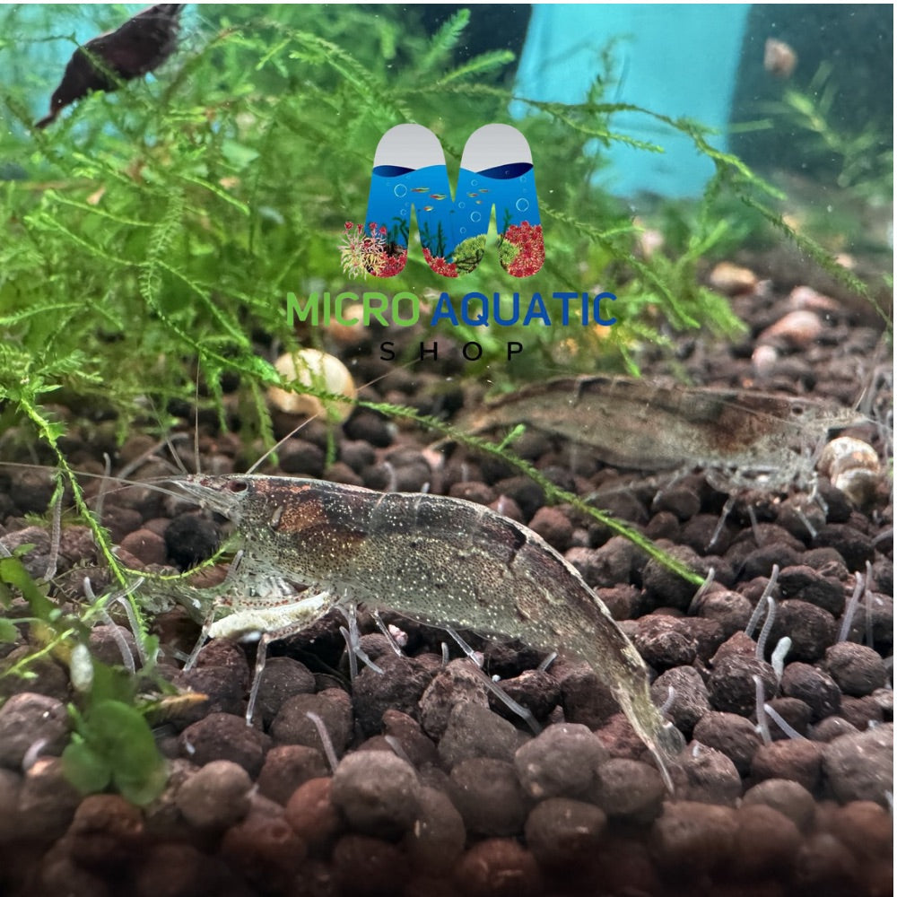 Australian Amano Shrimp (ULTRA RARE) Micro Aquatic Shop