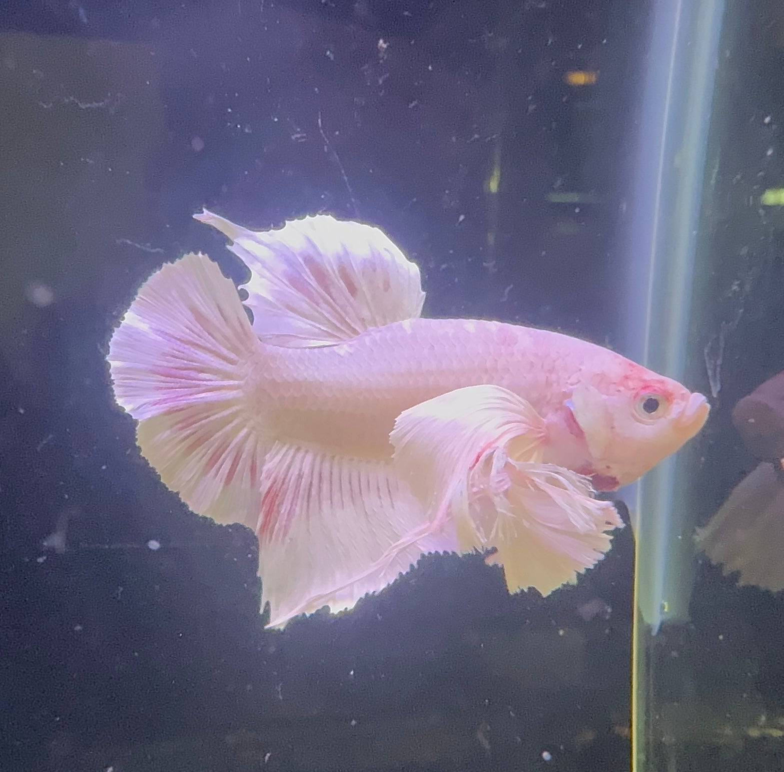 Premium Giant Dumbo Ear Platinum Male Betta