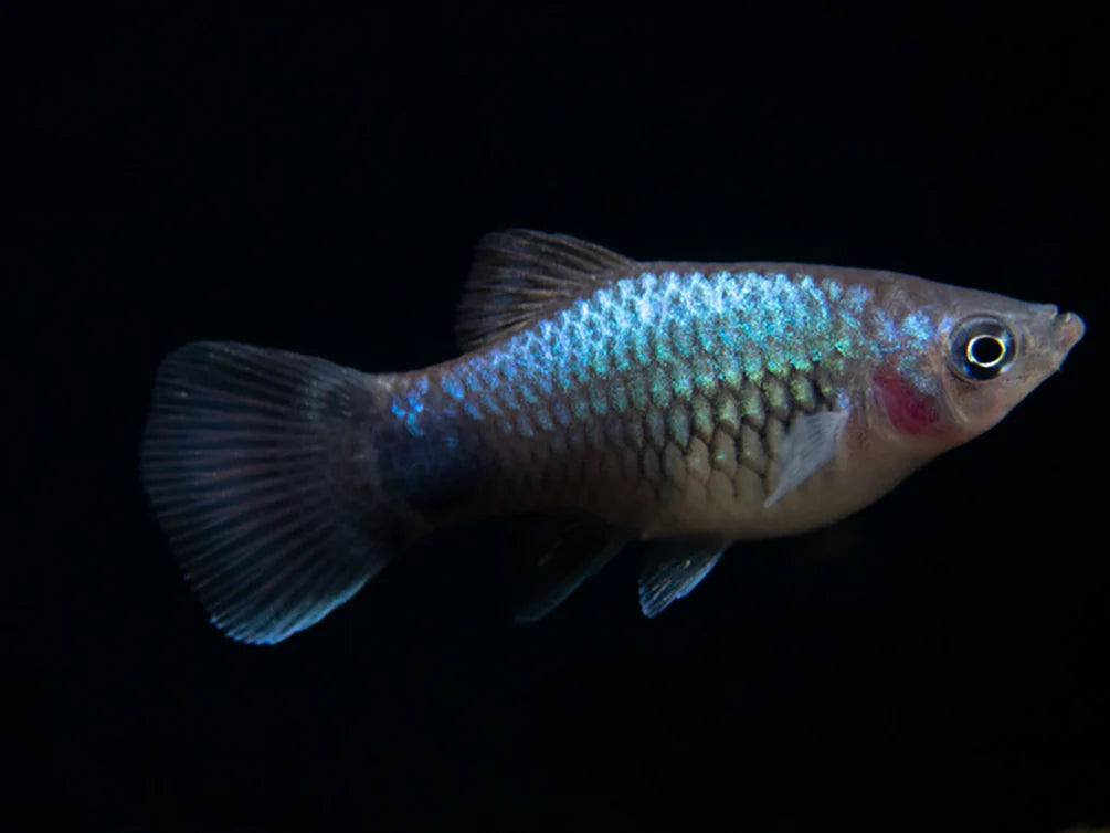 Platies - Neon Blue Tuxedo