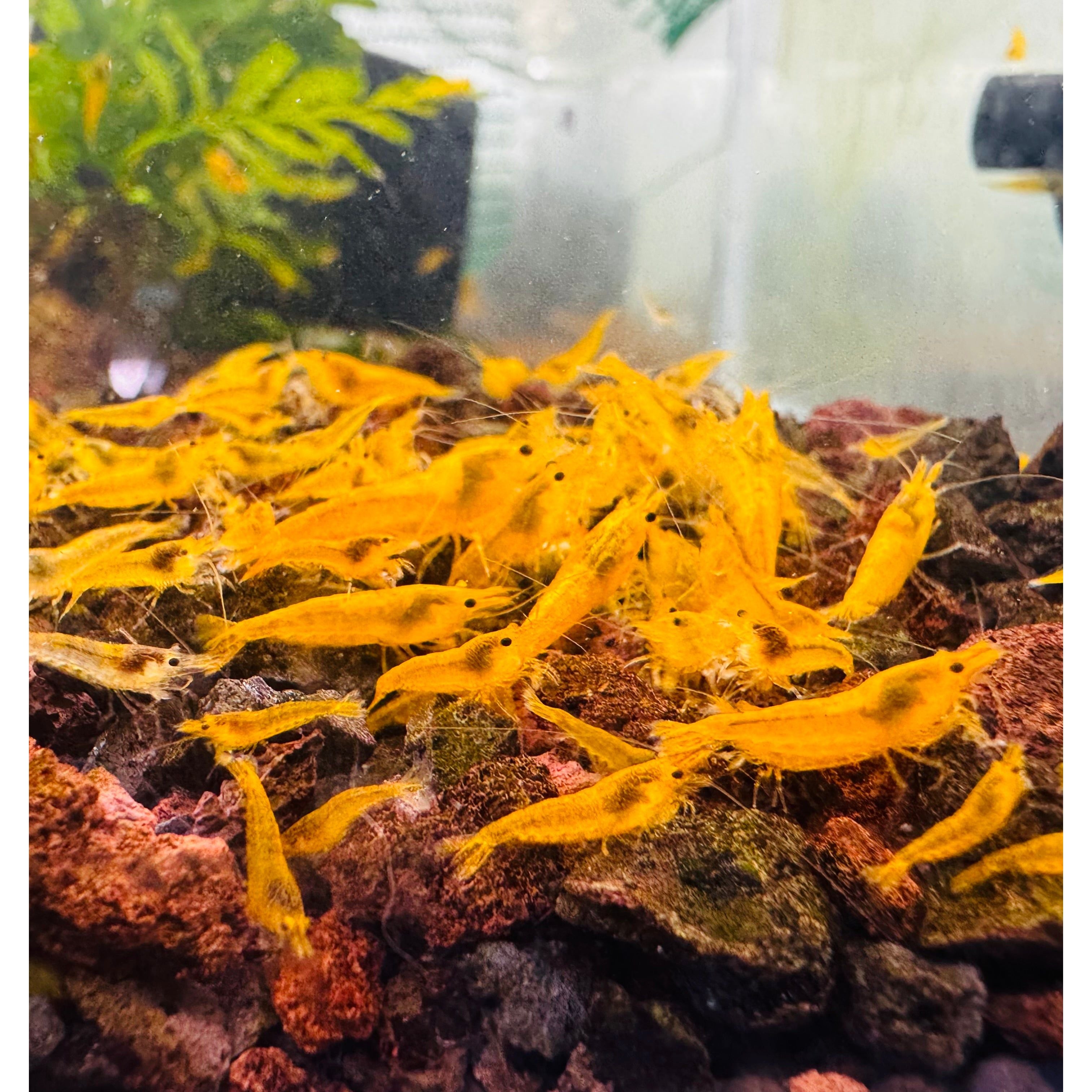 30% SAVE Yellow Cherry Shrimp Starter Bundle Micro Aquatic Shop