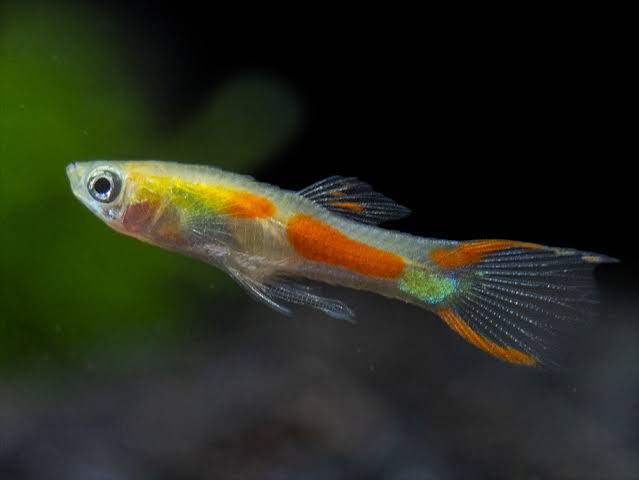 Neon Blone Endler Pair