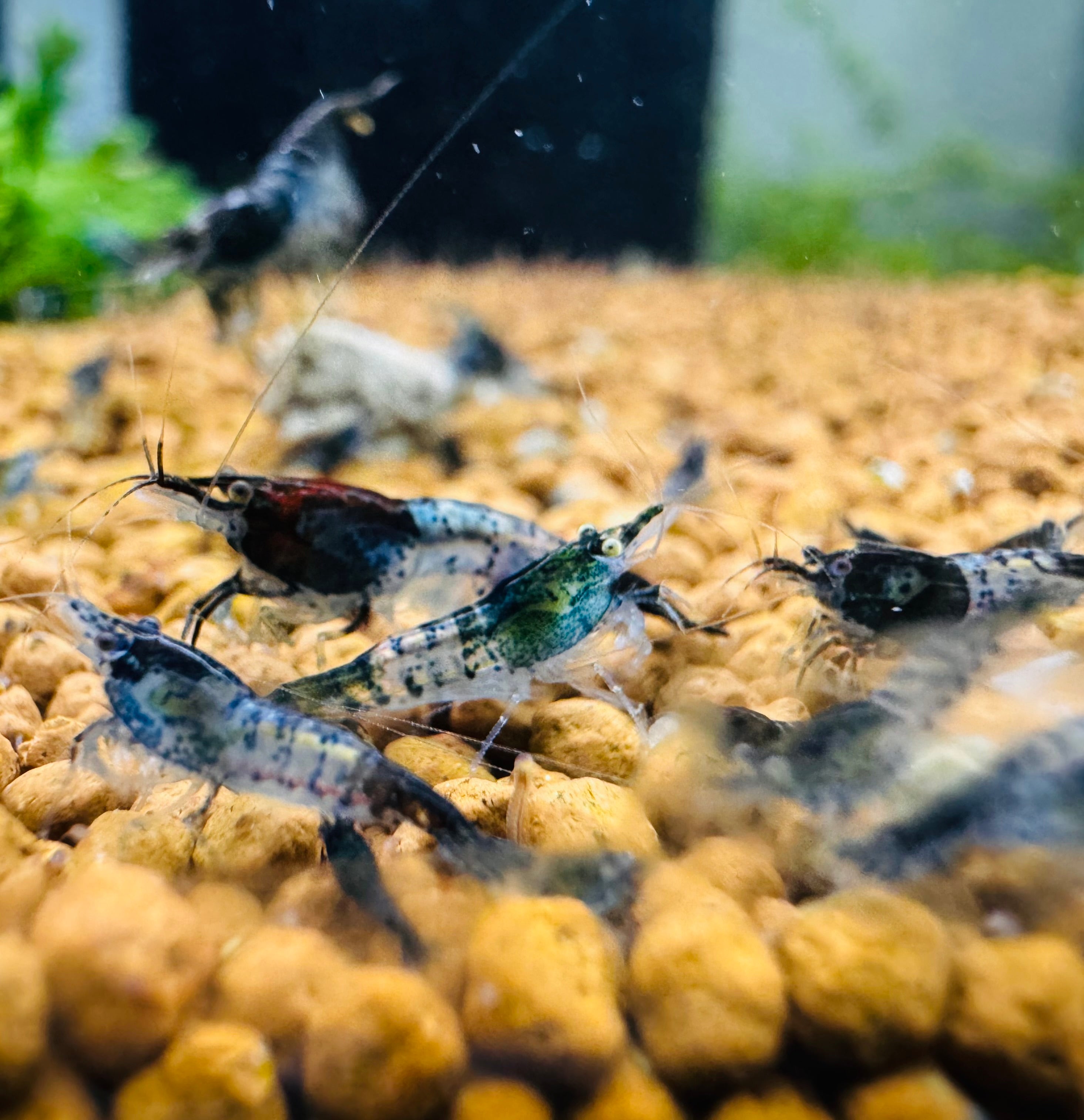 Cherry Shrimp - Blue Carbon 1cm Micro Aquatic Shop
